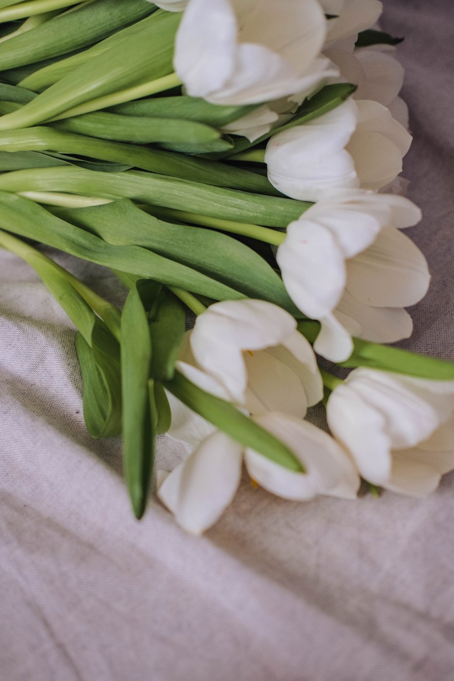 White Flowers Tulips Spring Aesthetics